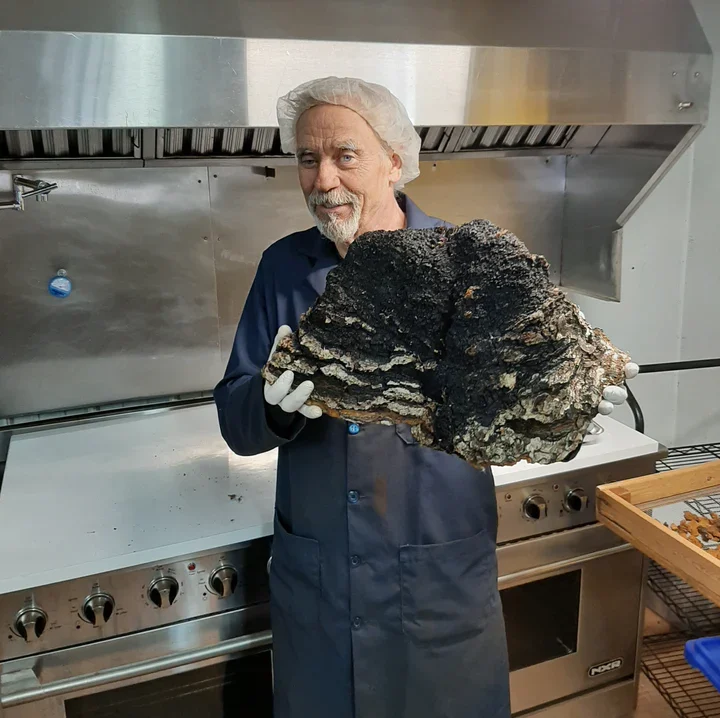 Large Chaga