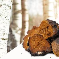 Fresh Chaga New Brunswick