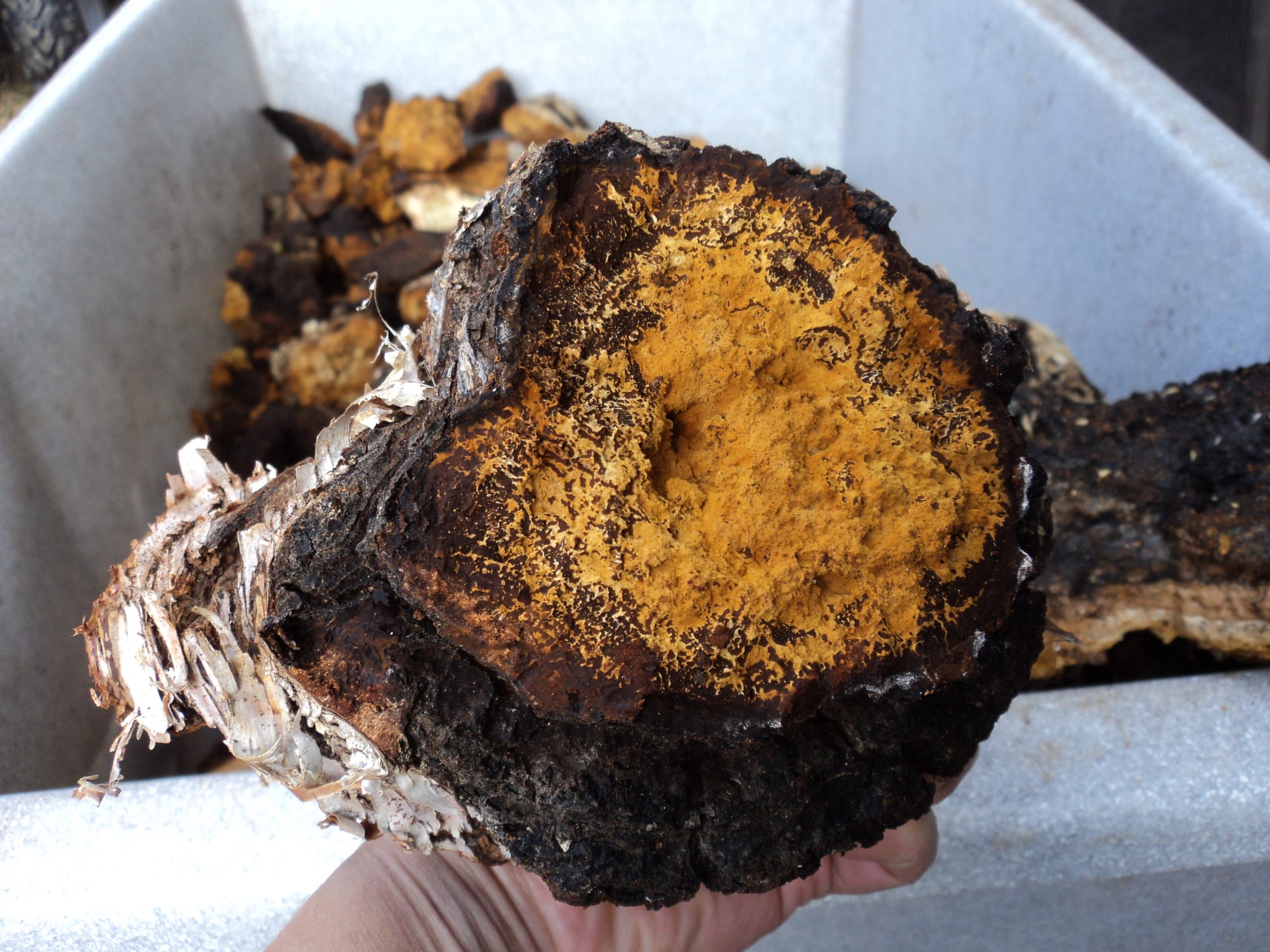Fresh Chaga New Brunswick