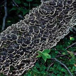 Wild Turkey Tail Mushrooms harvested for immune support.