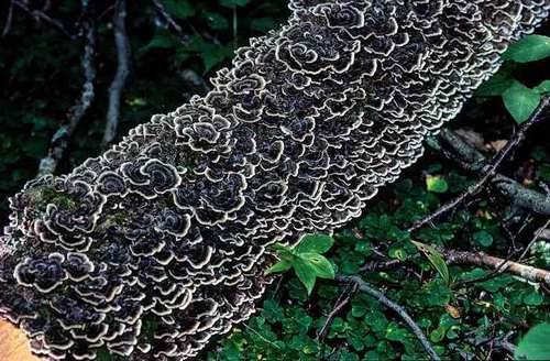Wild Turkey Tail Mushrooms harvested for immune support.