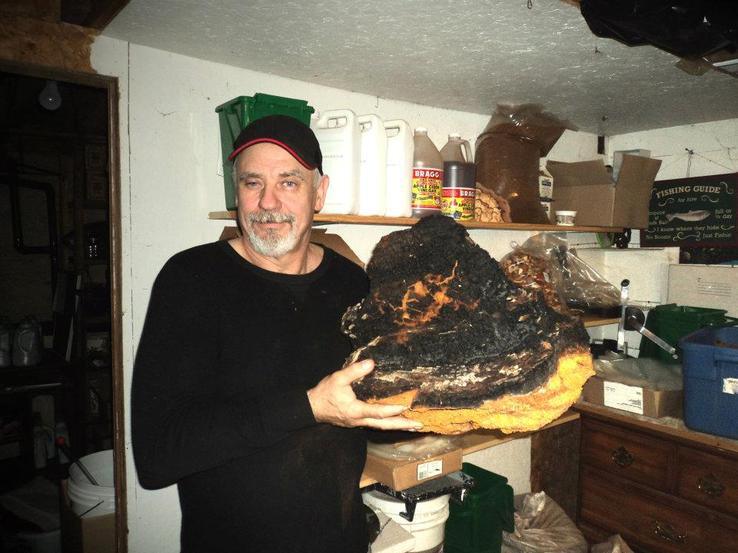 Wild Harvested Chaga
