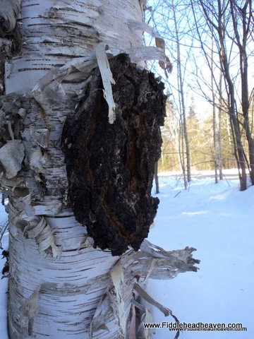 Fresh Chaga in Forest
