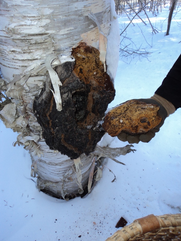 Large Chaga in Forest