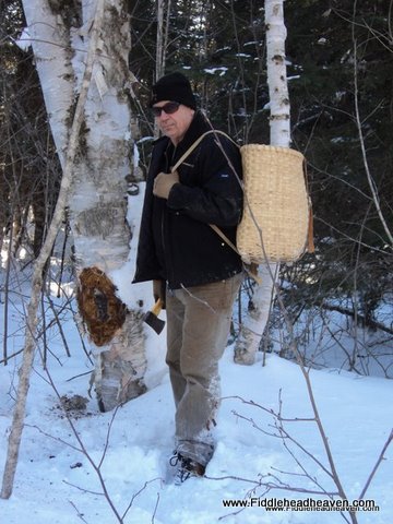 Fresh Chaga in Forest