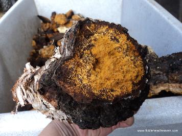 Large Chaga Mushroom Chunk