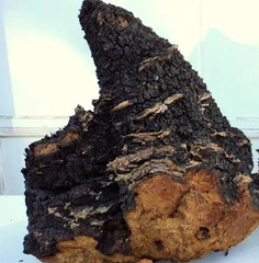 Wild Chaga New Brunswick