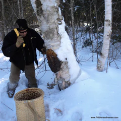 Fresh Chaga in Forest