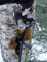 Fresh Chaga in Forest