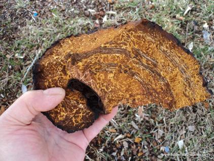 Medium chunk of Chaga by Dwight Thornton