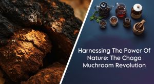 Chaga Mushrooms Revolution