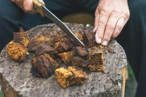 Freeze Dried Chaga