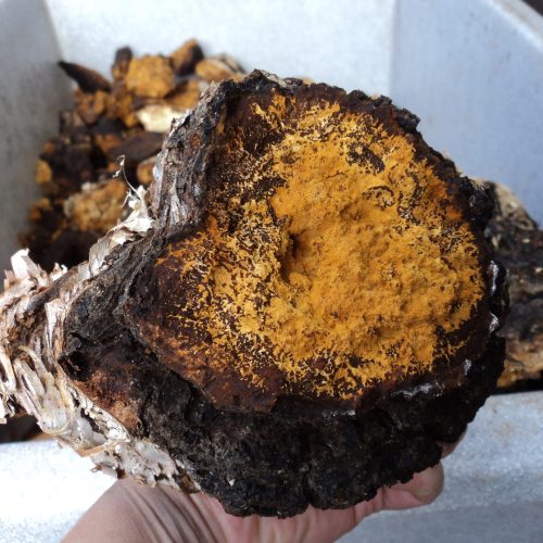 Fresh Chaga New Brunswick