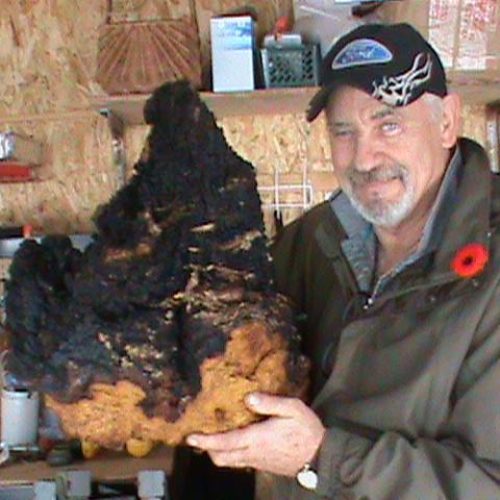 Large Chaga New Brunswick