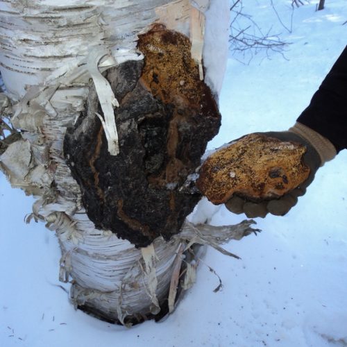 Large Chaga in Forest